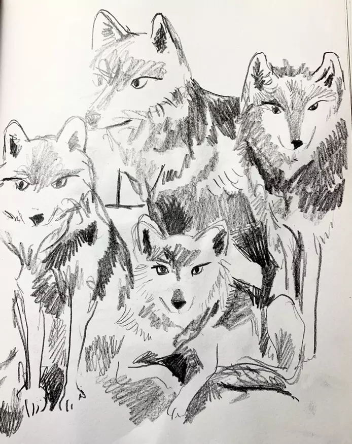 a pencil illusytration of a group of Mexican wolves 
